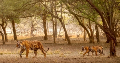 Golden Triangle with Ranthambore
